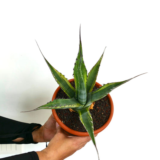 Agave asperrima subs. zarcensis succulent with spiky variegated leaves in terracotta pot
