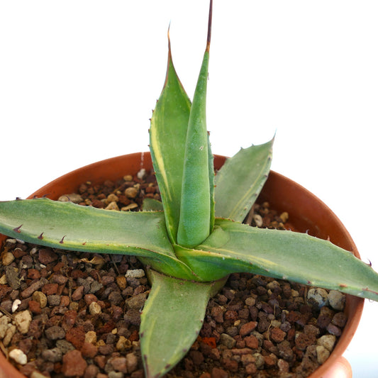 Agave asperrima subsp. potosiensis succulent with thick green leaves and sharp spines in pot