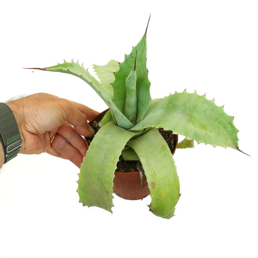 Agave potosiensis X Agave ovatifolia succulent with broad spiny green leaves in small pot