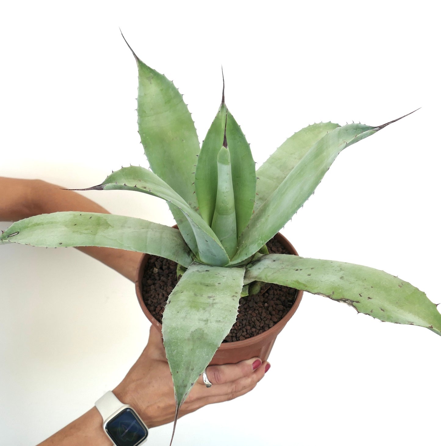 Agave attenuata X ovatifolia succulent with broad pale green leaves and sharp spine tips in pot