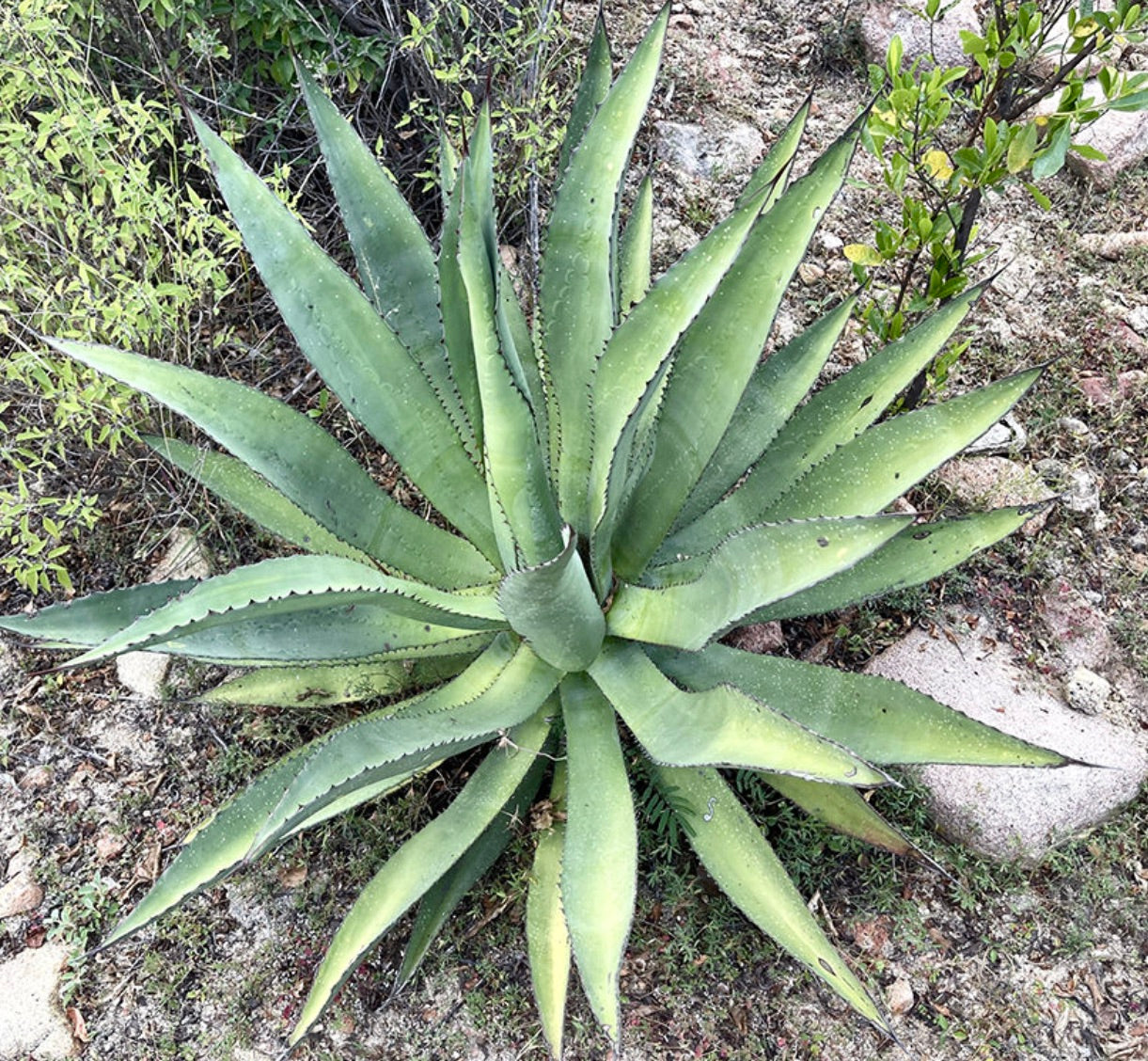 Agave aurea succulent rosette with thick green leaves and small marginal spines growing outdoors