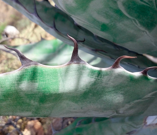 Agave azurea succulent with thick blue-green leaves and prominent curved brown spines