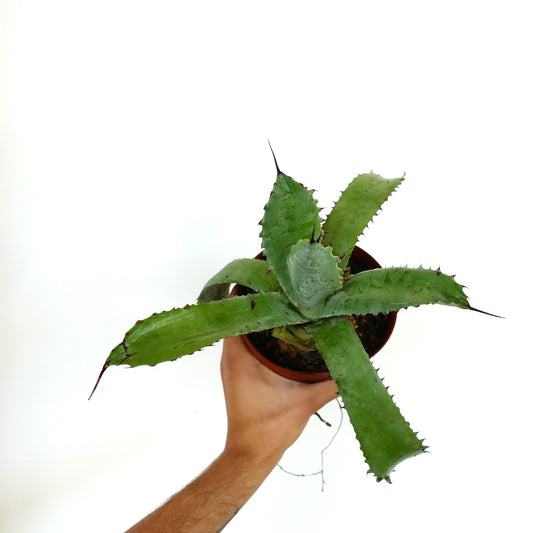 Agave bovicornuta X Agave americana succulent with broad green leaves and sharp spines in pot