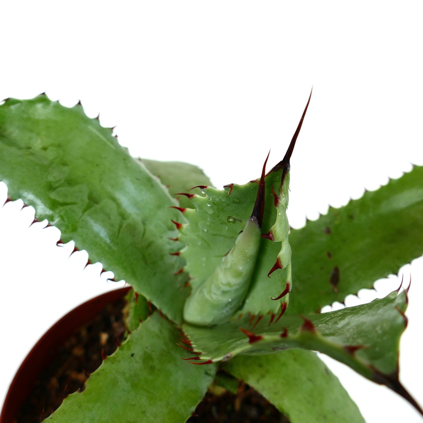 Agave bovicornuta X Agave americana succulent with thick green leaves and prominent reddish spines