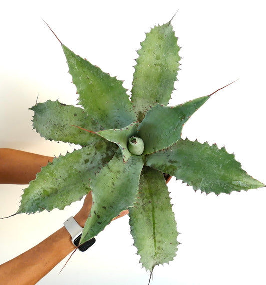 Agave bovicornuta X Agave eborispina X Agave parrasana F3 hybrid large spiny succulent rosette plant