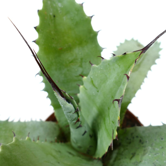 Agave bovicornuta X Agave eborispina succulent with thick green leaves and long dark spines