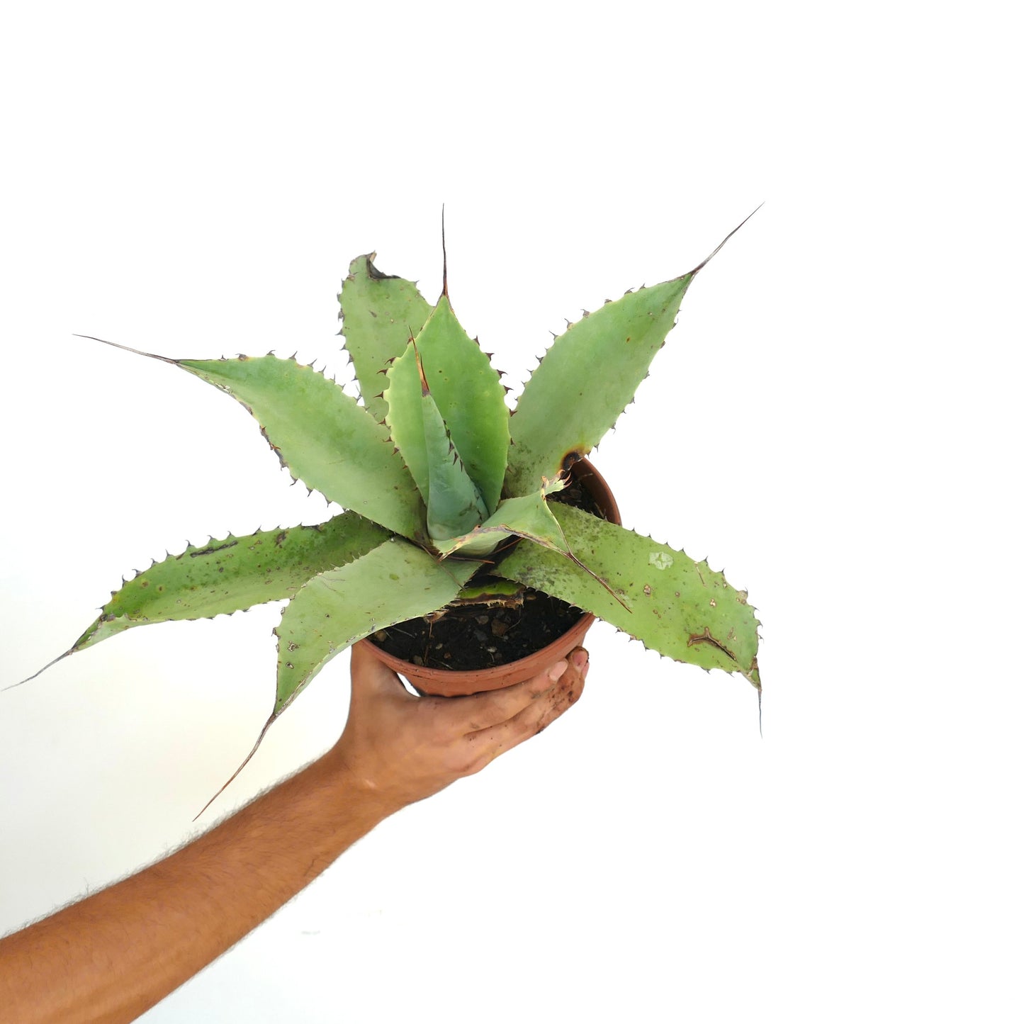 Agave bovicornuta X celsiiì X ovatifolia succulent with long pointed leaves and small spines