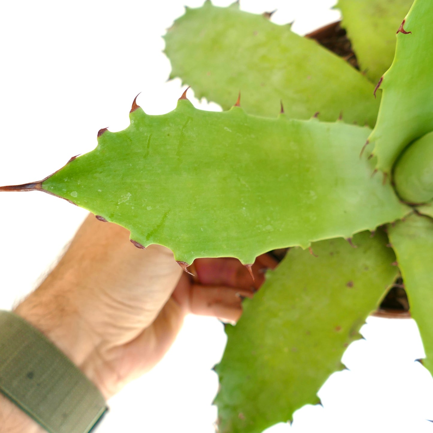 Agave bovicornuta x americana sukkulent med brede grønne blader og rødaktige pigger på kantene