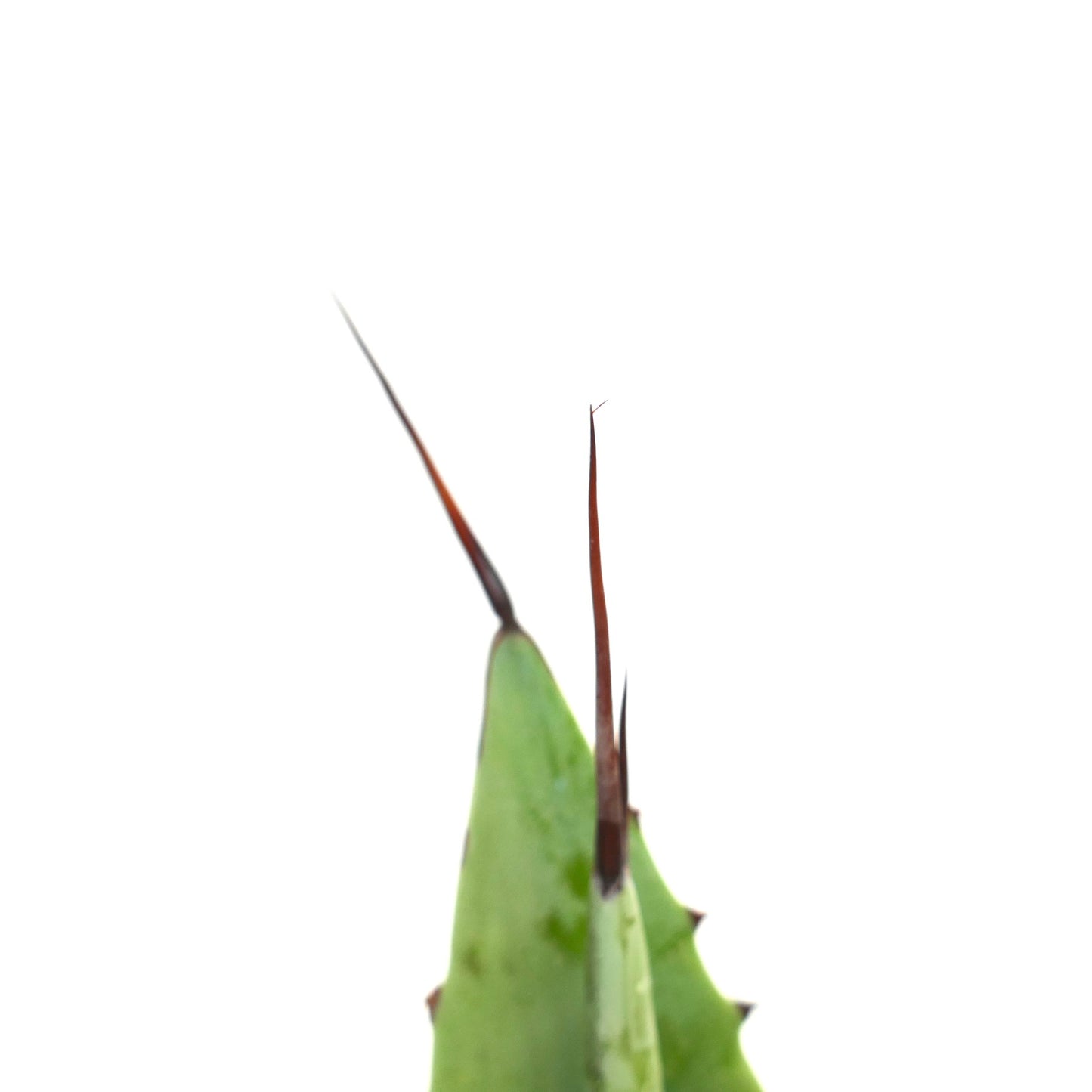 Agave celsii X Agave utahensis sjelden sukkulent med brede grønne blader og skarpe torner