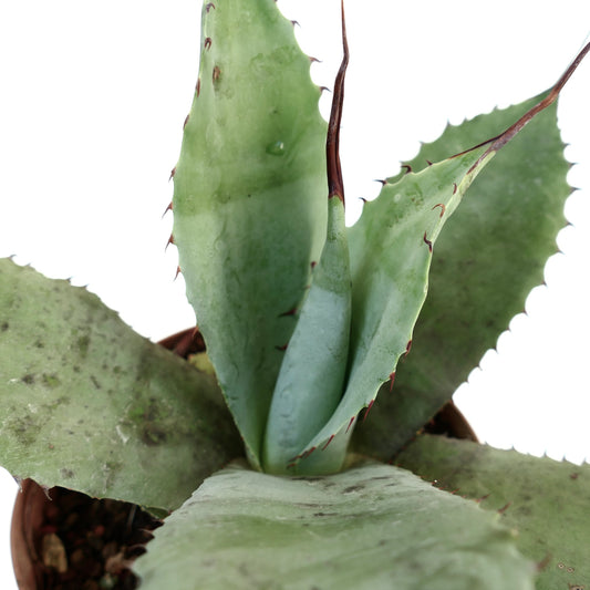 Agave celsii X eborispina succulent with thick blue-green leaves and reddish spines