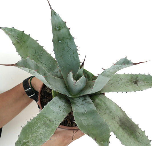 Agave cerulata X Agave eborispina succulent with broad bluish-green spiny leaves and thick texture