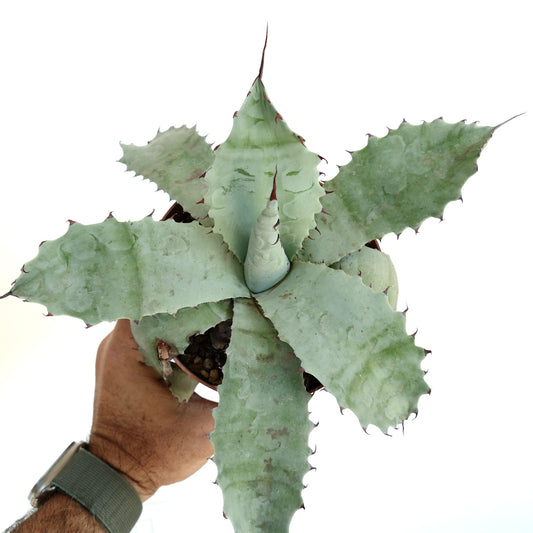 Agave cerulata X Agave ovatifolia X Agave parrasana succulent with broad blue-green spiny leaves