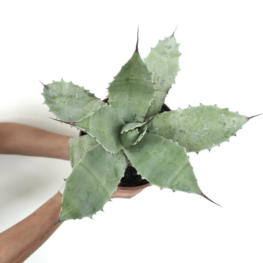 Agave cerulata X Agave ovatifolia X Agave parrasana succulent avec de larges feuilles épineuses et une texture vert pâle