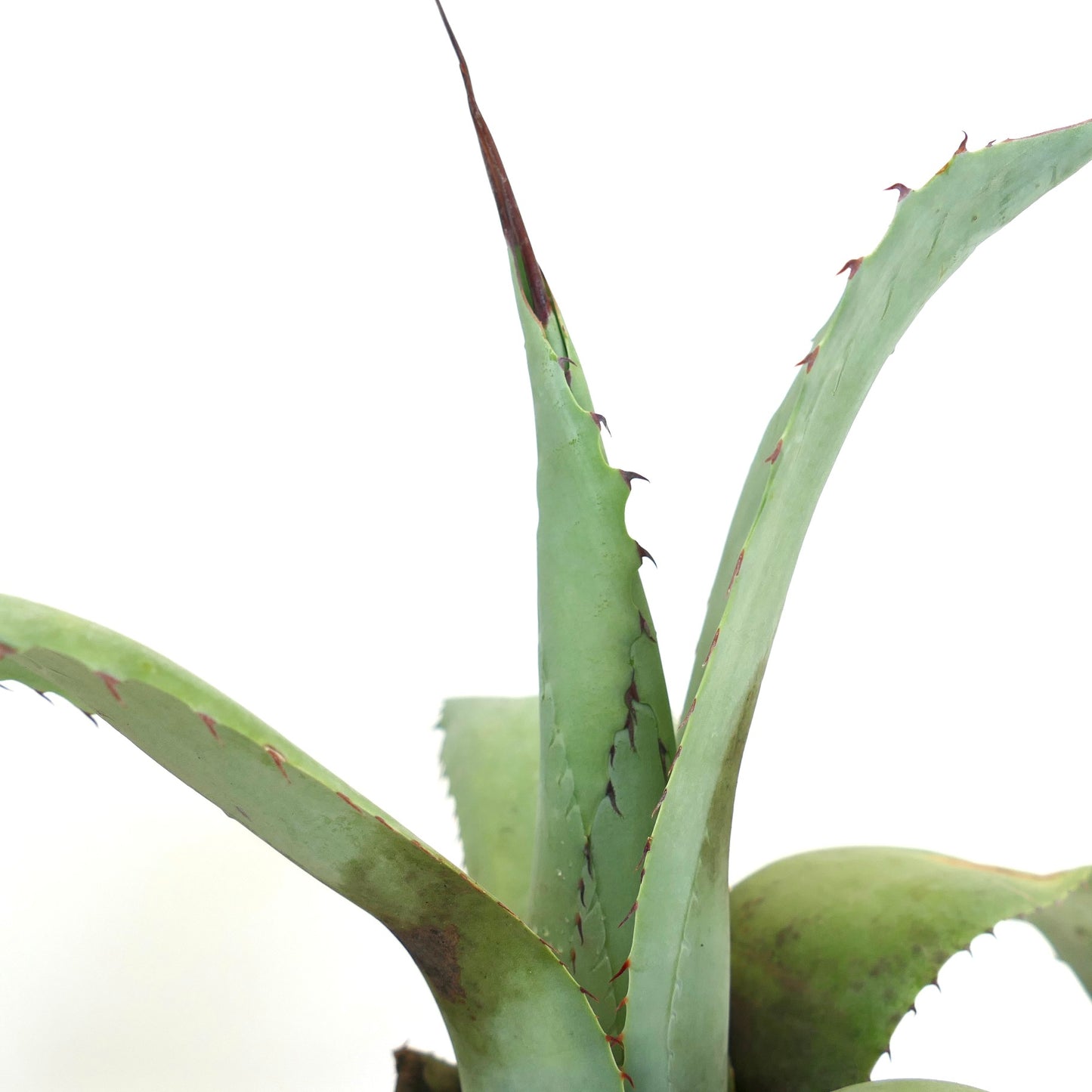 Agave cerulata X Agave utahensis sukkulent med lange mørke torner og tykke grønne blader