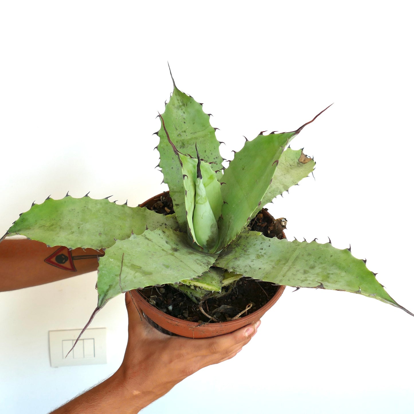 Agave cerulata X eborispina X ovatifolia succulent with broad spiny green leaves in terracotta pot