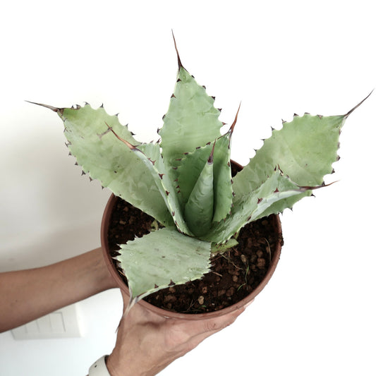 アガベ・セレラータ X エボリスピナ X オバティフォリア 多肉植物、幅広いトゲのある葉と淡い緑色