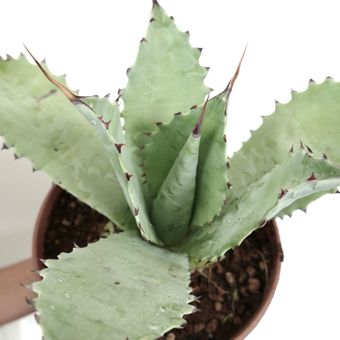 Agave cerulata X eborispina X ovatifolia succulent with thick spiny leaves and pale green color