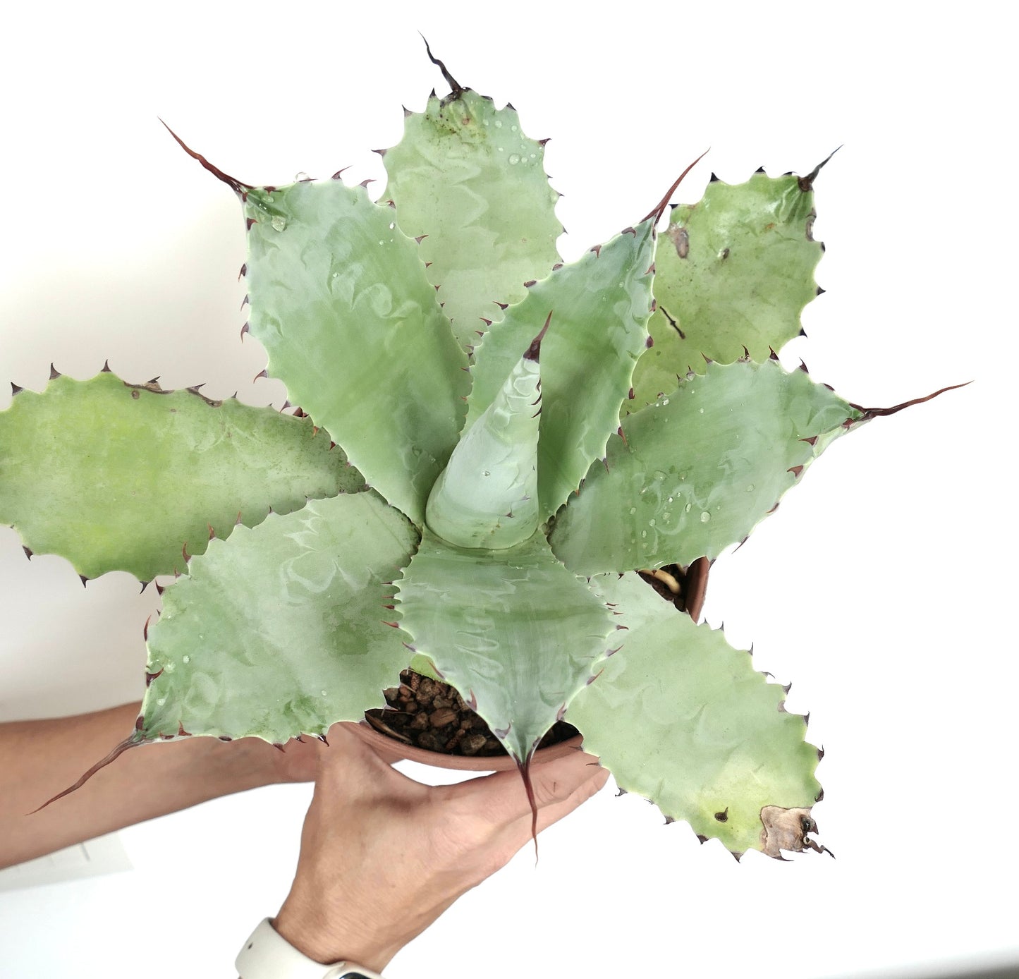 Agave cerulata X eborispina X ovatifolia succulent with broad spiny pale green leaves and sharp tips