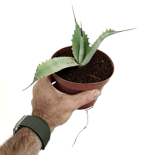 Agave cerulata X eborispina small succulent with thick blue-green leaves and long dark spines