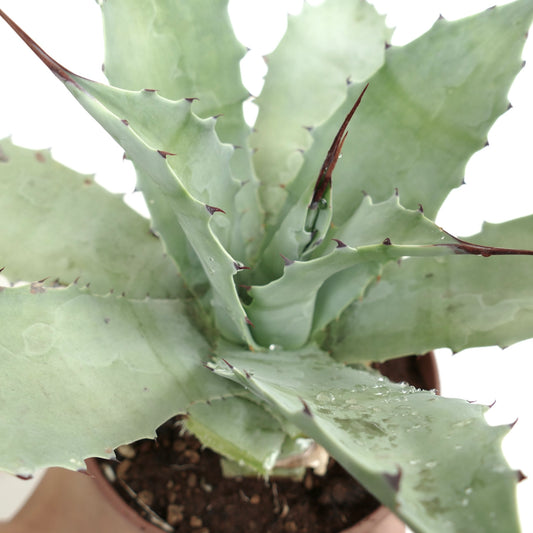 Agave cerulata X ovatifolia succulent with broad blue-green leaves and sharp brown spines