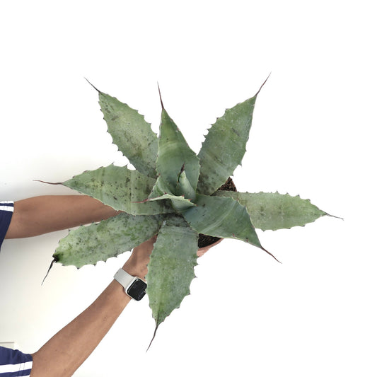 Agave cerulata subsp. nelsonii X parrasana X eborispina succulent with broad spiny green leaves and pointed tips