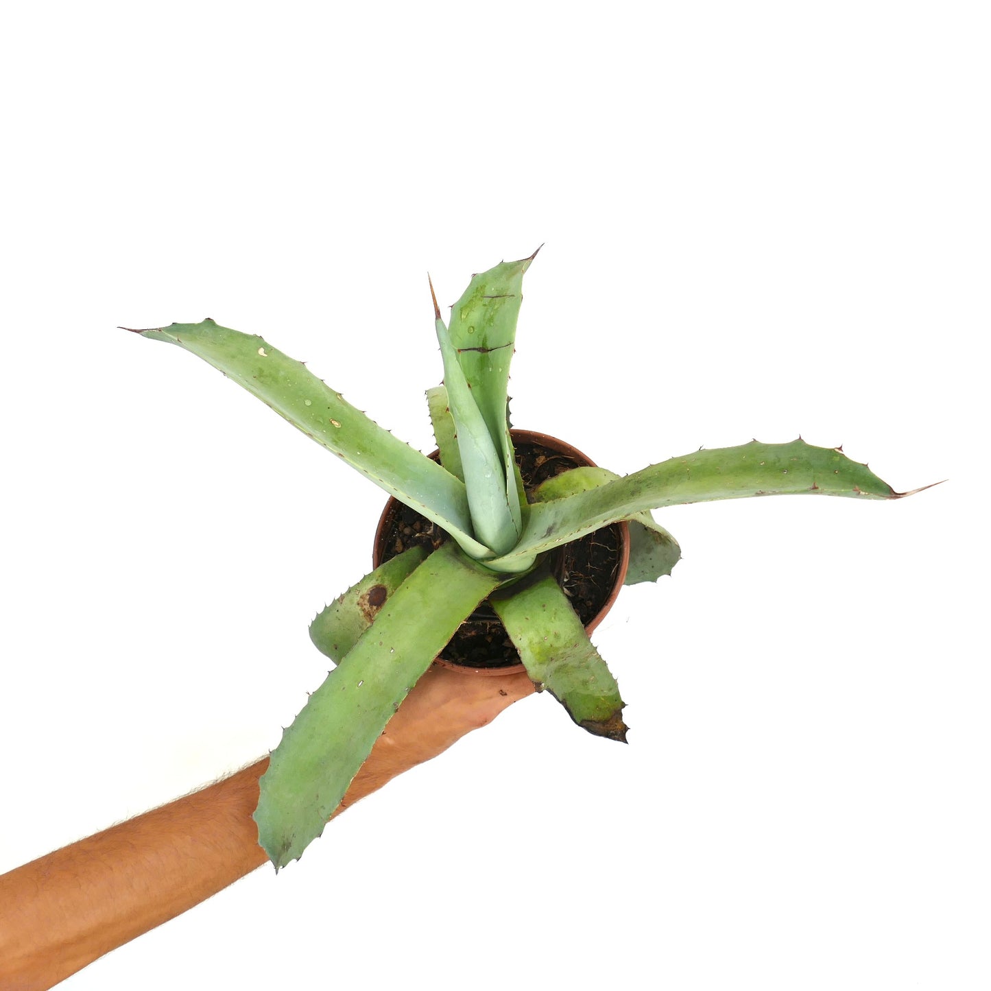 Agave cerulata x Agave americana hybrid succulent with long spiny blue-green leaves