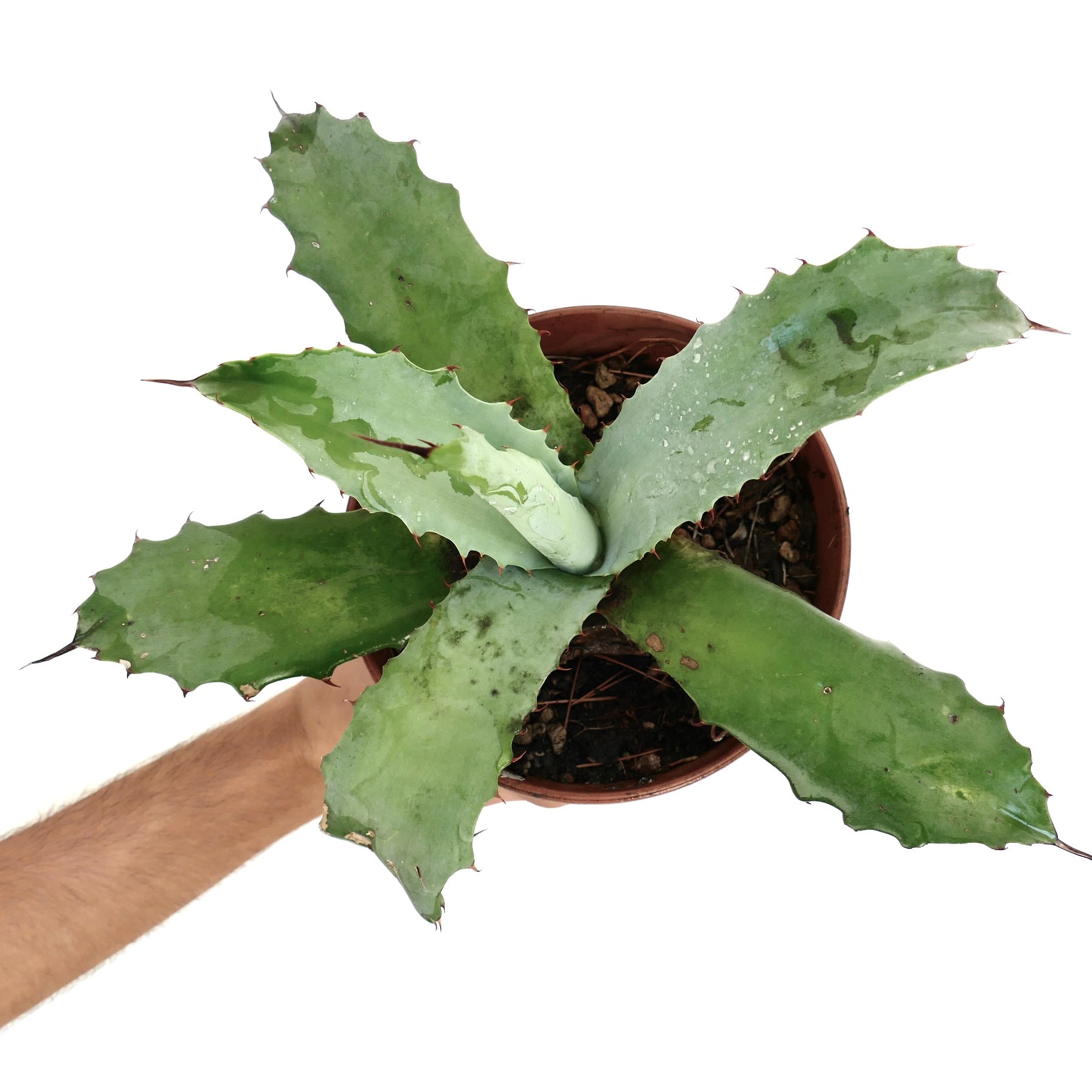 AGAVE Margarita【選抜】 53609-BD62F0FD.png?auto=