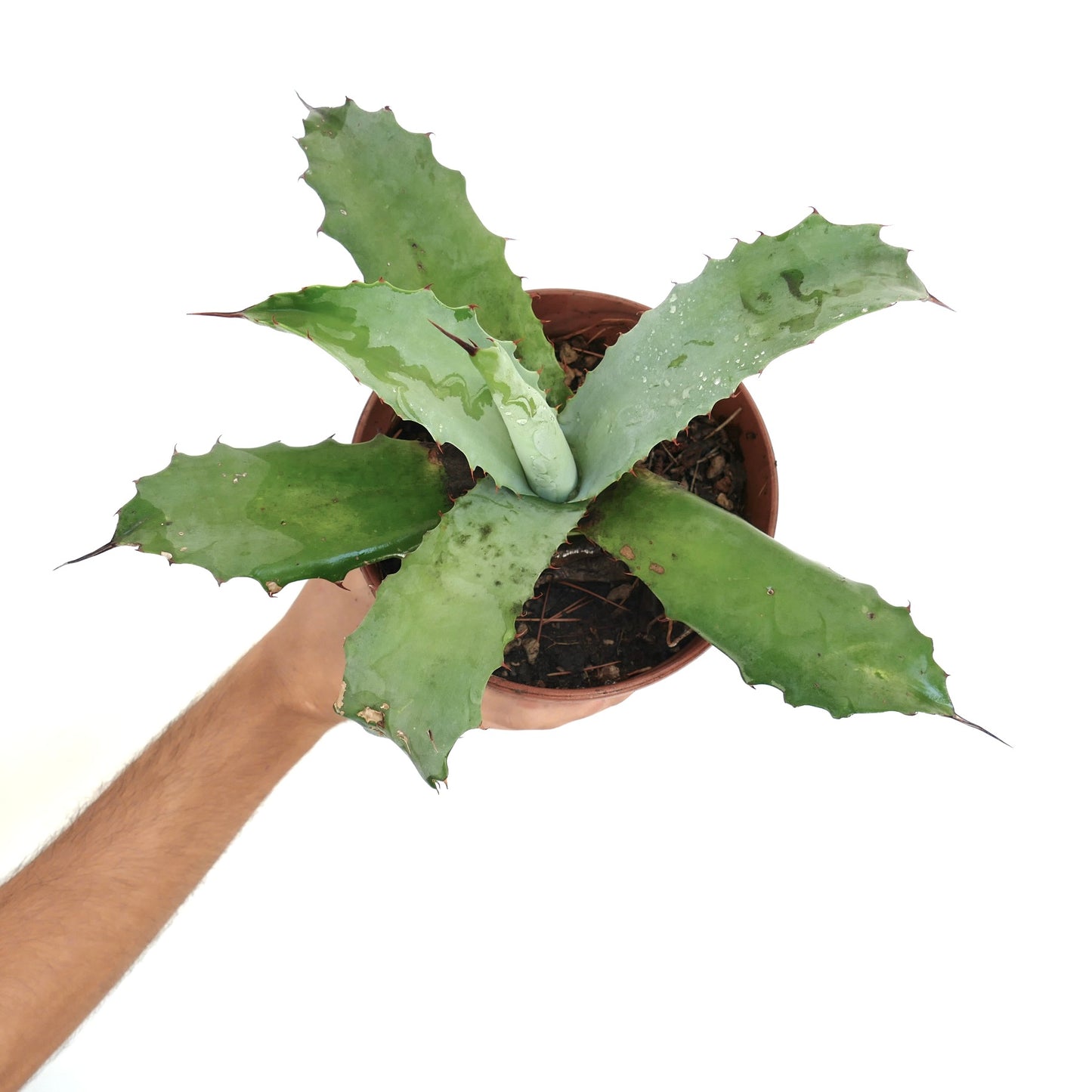 Agave cerulata x Agave marmorata sukkulent med brede, tornete grønne blader i potte