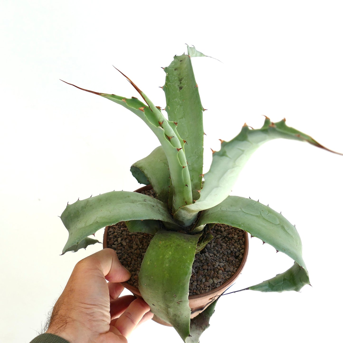 Agave cerulata x americana sukkulent med tykke blågrønne blader og skarpe brune torner i potte