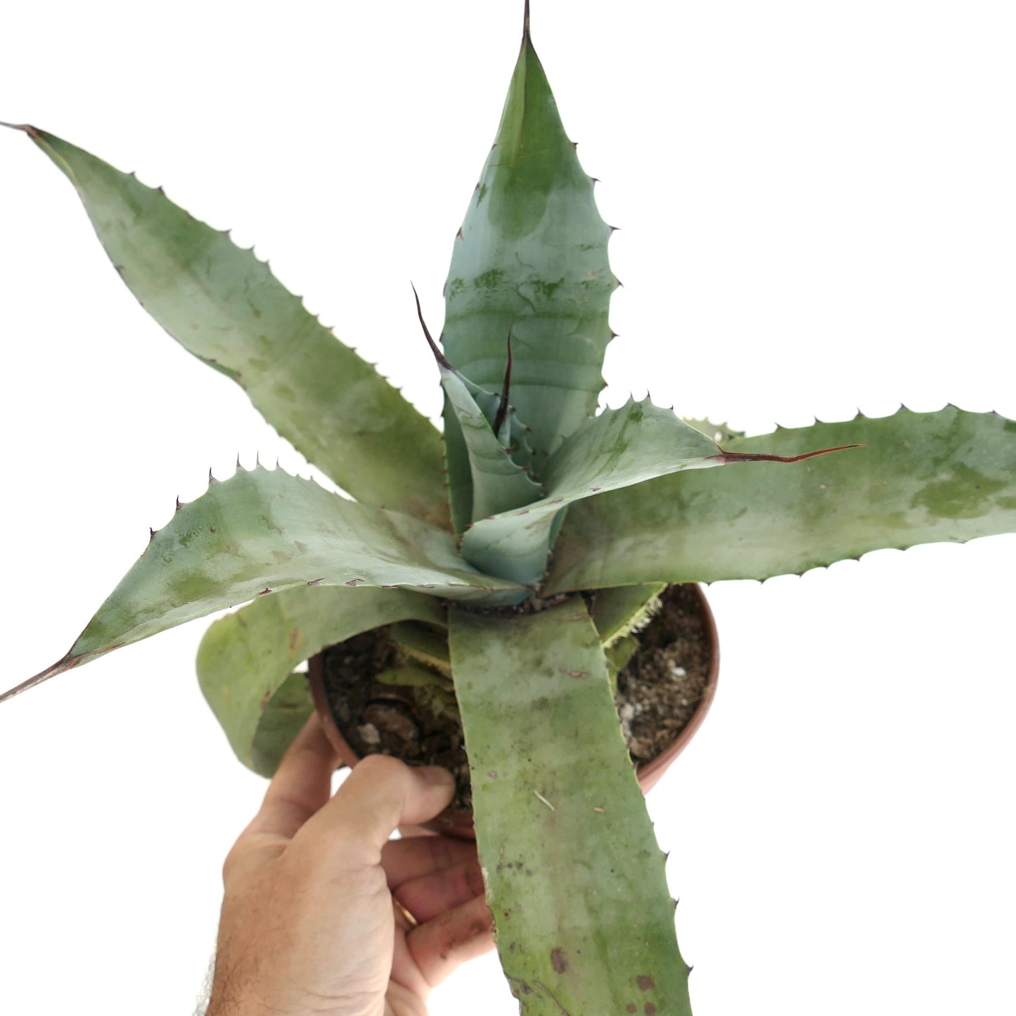 Agave cerulata x parrasana sukkulent med brede grågrønne pigger i liten potte