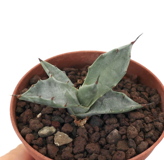 Agave colorata small succulent with thick gray-green leaves and reddish spines in pot