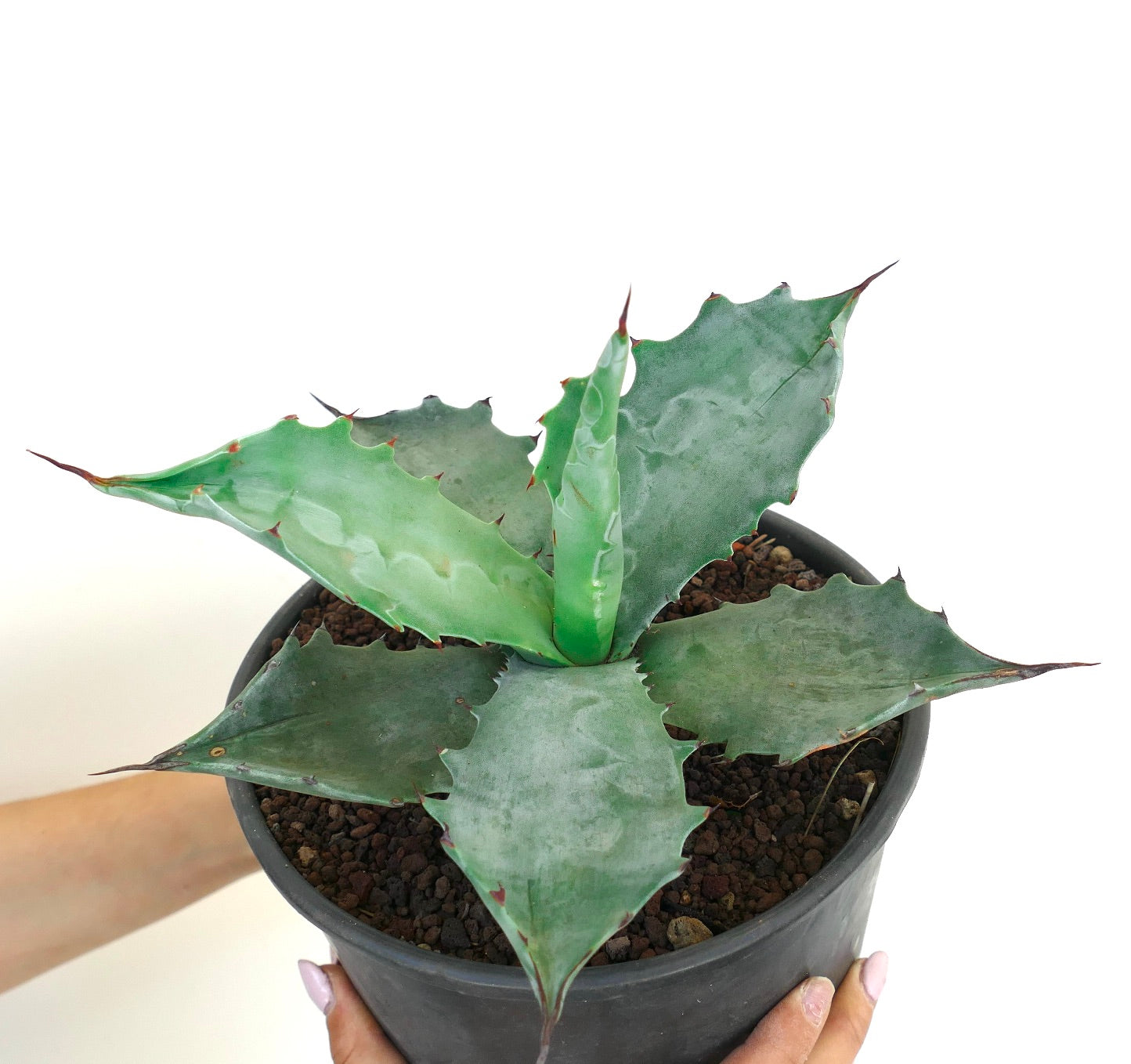 Suculenta Agave colorata con hojas anchas azul verdosas y espinas puntiagudas rojizas en maceta