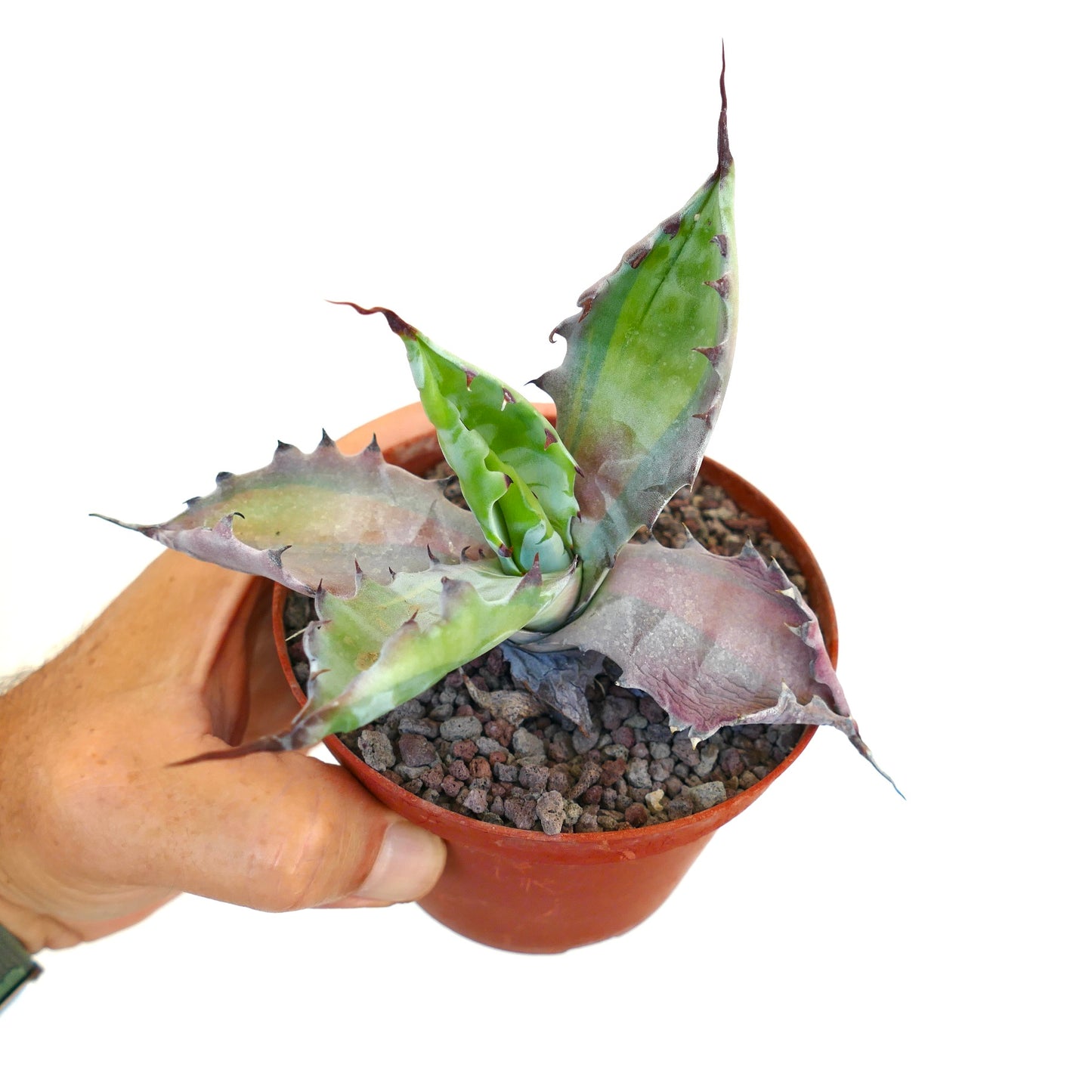 Agave colorata ‘Misashibo’ succulent with spiky leaves and purple-green variegation in small pot