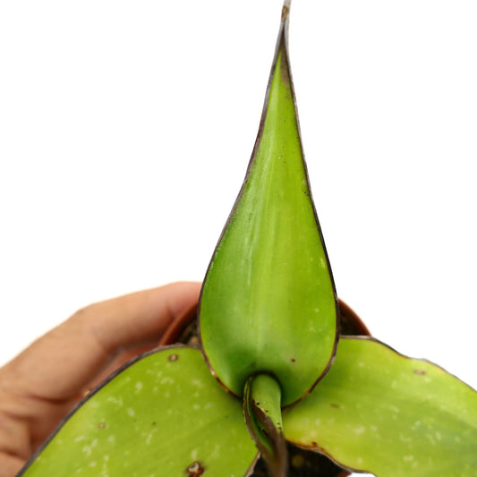 Agave cv. 'Samoele' succulent with thick green leaves and dark brown edges