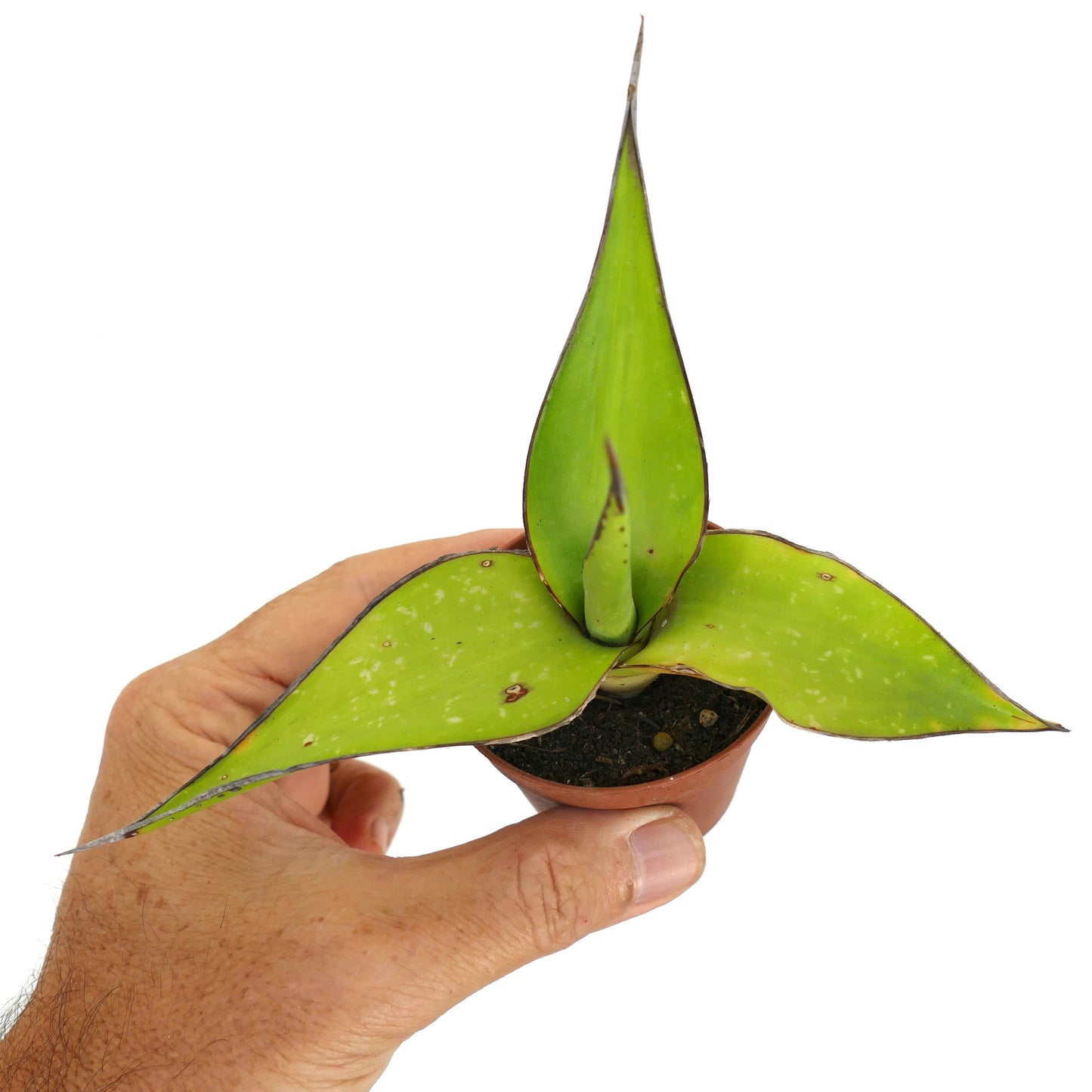 Agave cv. 'Samoele' kompakte Sukkulente mit breiten grünen Blättern und dunkelbraunen Rändern im kleinen Topf