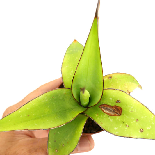 Agave cv. 'Samoele' succulent with broad green leaves and brown-edged tips in small pot