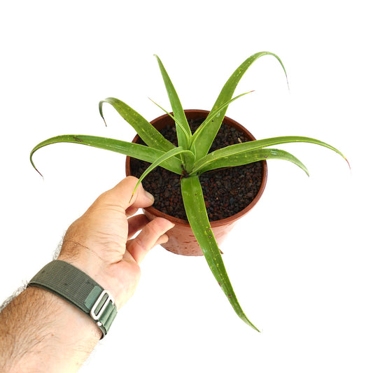 Agave decipiens succulent with long slender green leaves and curved tips in pot