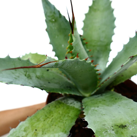 Hybride succulente Agave decipiens X celsii X americana avec des feuilles épaisses vertes et des épines rouges pointues