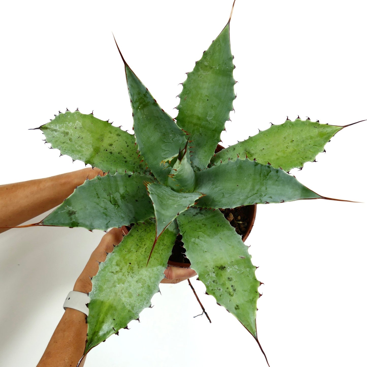 Agave decipiens X celsii X americana F3 HYBRID sukkulent med brede, tornete grønne blader og spisse spisser