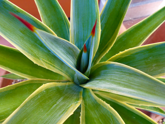Agave desmettiana succulent with broad variegated green leaves and reddish spines at tips