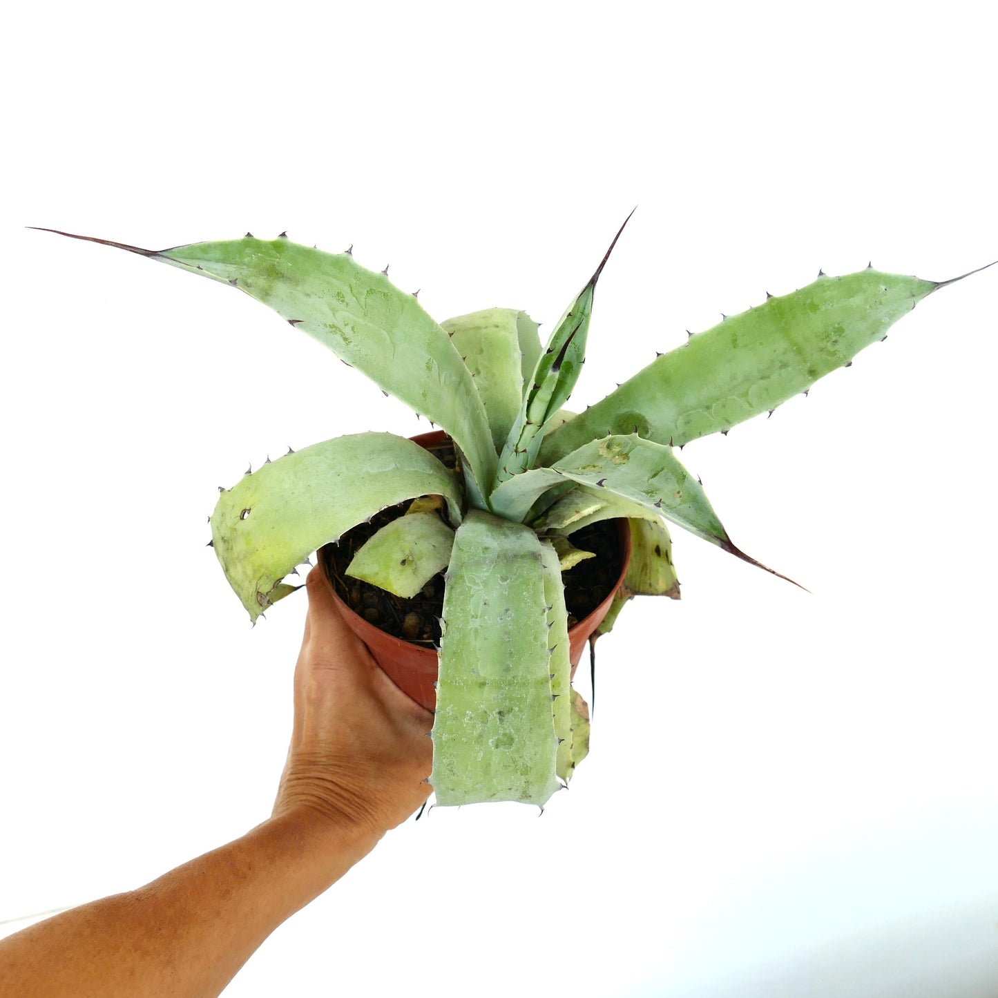 Agave eborispina X Agave americana succulent with broad spiny leaves and pointed tips in pot