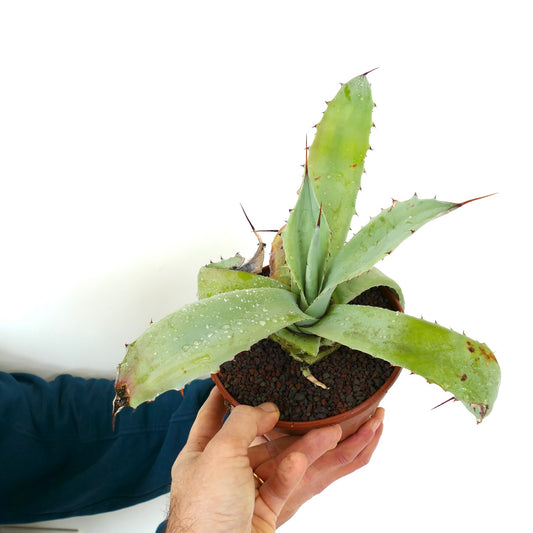 Agave f3 HYBRID (ovatifolia x weberi x eborispina) succulent with broad spiny leaves and water droplets