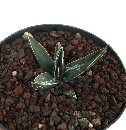 Agave ferdinandi-regis small succulent with thick green leaves and white margins in rocky soil