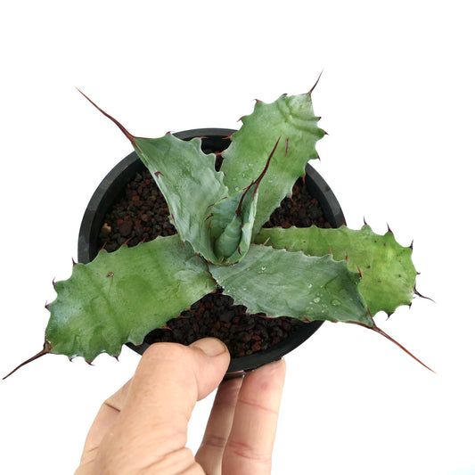 アガベ・フェロックス X アガベ・オバティフォリア 多肉植物で、幅広い青緑色の葉と長い赤みがかった棘が特徴です