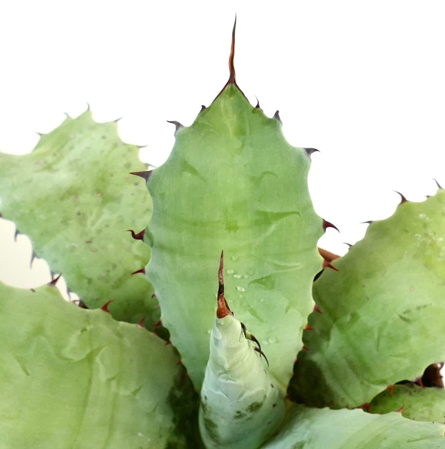 Agave ferox X Agave ovatifolia succulent with broad green leaves and sharp reddish spines
