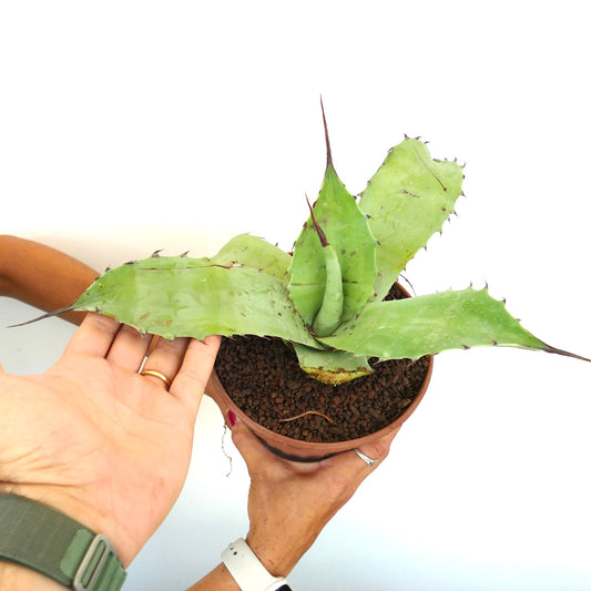 Agave ferox X eborispina X bovicornuta succulent with broad green leaves and sharp brown spines in pot