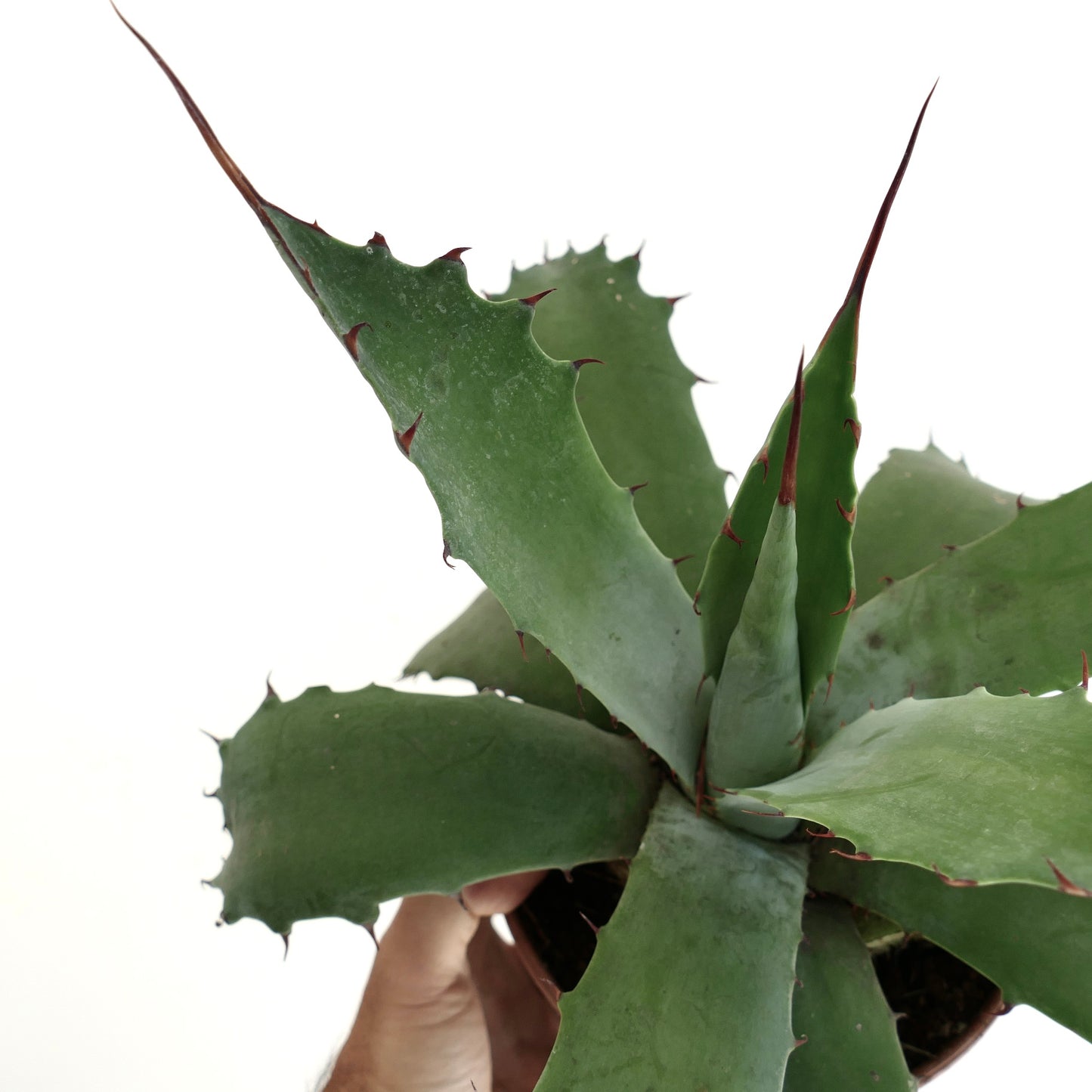 Agave ferox x ovatifolia succulent with thick green leaves and sharp reddish spines
