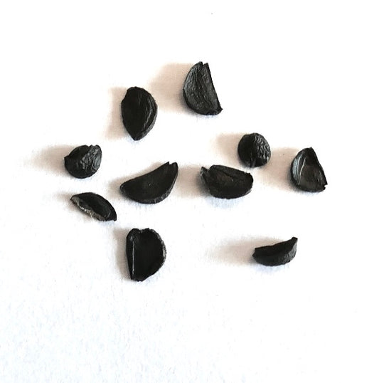 Agave filifera seeds scattered on white background for succulent propagation