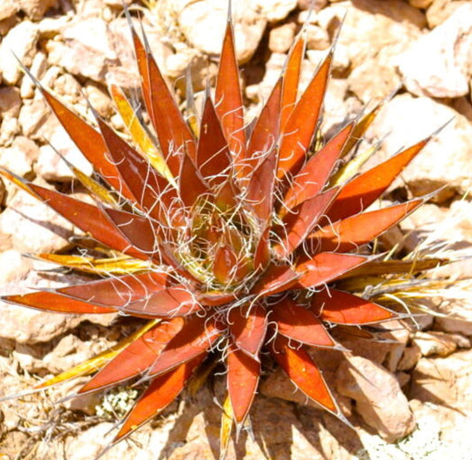 Agave filifera RED FORM from Valparaiso Zacatecas SEEDS