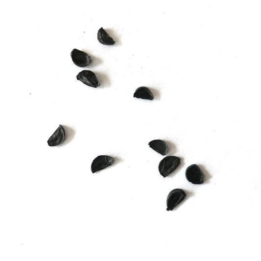 Agave filifera black seeds for succulent propagation from Valparaiso Zacatecas